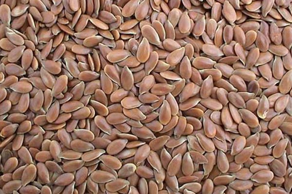 Brown Flax Seeds | Eximcan